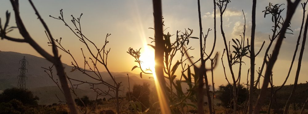 پارسا ولی زاده