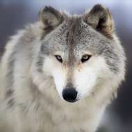 Maryam.s